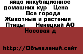 яйцо инкубационное домашних кур › Цена ­ 25 - Все города Животные и растения » Птицы   . Ненецкий АО,Носовая д.